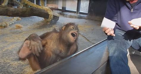 Orangutan is tickled by magic trick